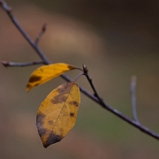 Autum - kopie