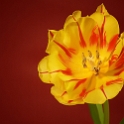 Tulip (2) - kopie : 280109