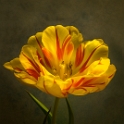 Tulip (3)