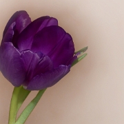 Tulip - kopie : 120209