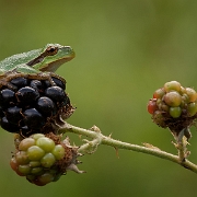 Winner Photo of the Week 2012: Photodrome.nl