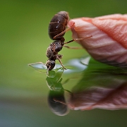 Zoom.nl: Editors Choice Photo of the Year 2011