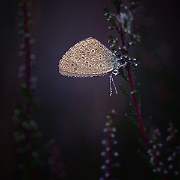 Zoom.nl Photo of the Day 2014