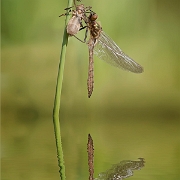 Winner Photo of the Week 2011: Phototime.nl