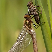 Winner Photo of the Week 2011: Photodrome.nl