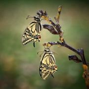 Winner Photo of the Week 2013: Photodrome.nl