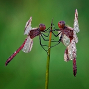 Winner Photo of the Week 2012: Photodrome.nl