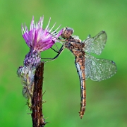 Winner Photo of the Week 2011: Photodrome.nl