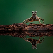 Winner Photo of the Week 2011: Phototime.nl & Photodrome.nl