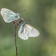 Winner Photo of the Week 2019: Photodrome.nl