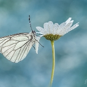 Winner Photo of the Week 2019: Photodrome.nl