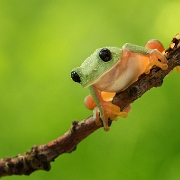 (Tree)frogs