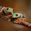 Two Red Eyed Treefrogs hanging out together-S