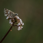 Aardbeivlindertje - Grizzled Skipper - Pyrgus malvae