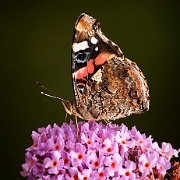 Atalanta -  Red Admiral - Vanessa atalanta