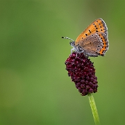 Blauwe Vuurvlinder - Violet Copper - Lycaena helle