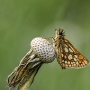 Bont Dikkopje - Chequered Skipper - Carterocephalus palaemon