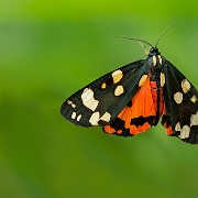 Bonte Beer - The Scarlet Tiger - Callimorpha dominula