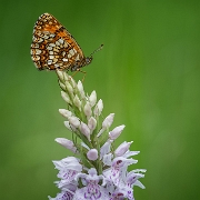 Bosparelmoervlinder - Heath Fritillary - Melitaea athalia