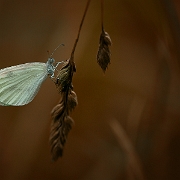 Boswitje - Wood White - Leptidea sinapsis