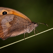 Bruin Zandoogje - Meadow Brown - Maniola jurtina