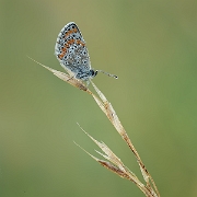 Bruinblauwtje - Brown Argus - Aricia agestis