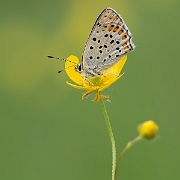 Bruine Vuurvlinder - Sooty Copper - Lycaena tityrus