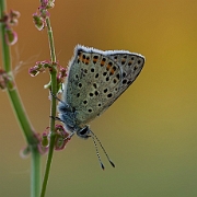 Lycaena tityrus