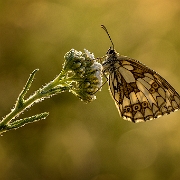 Dambordje - Marbled White -  Melnargia galathea