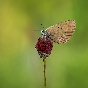 Donker Pimpernelblauwtje - Dusky Large Blue - Maculinea nausithous