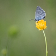 Dwergblauwtje - Small Blue - Cupido minimus