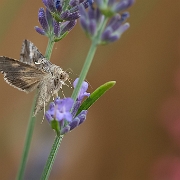 Gammauiltje - Silver Y - Autographa gamma