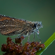 Geelspriet dikkopje -Small Skipper -Thymelicus sylvestris