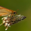 Thymelicus sylvestris
