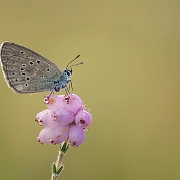 Gentiaanblauwtje - Alcon Blue - Phengaris alcon