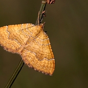 Gestreepte Goudspanner - Yellow Shell - Camptogramma bilineata