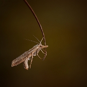 Grasmotje - Garden Grass-veneer - Chrysoteuchia culmella