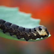 Groot Avondrood - Elephant Hawkmoth - Deilephila elpenor