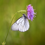 Groot Geaderd Witje - Black Veined White - Aporia crataegi