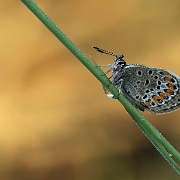 Heideblauwtje - Silver-studded Blue - Plebeius argus