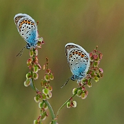 Plebejus argus (2)