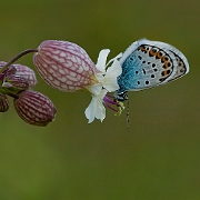 Plebejus argus (3)