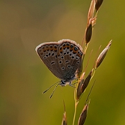 Plebejus argus (4)