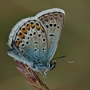 Plebejus argus (5)