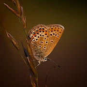 Plebejus argus (7)