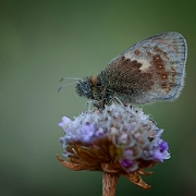 Coenonympha pamphilus