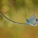 Icarus Blauwtje -  Common Blue - Polyommatus icarus