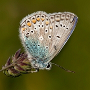 Polyommatus icarus (11)