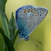 Polyommatus icarus (12)