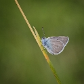 Klaverblauwtje -  Mazarine Blue - Polyommatus semiargus